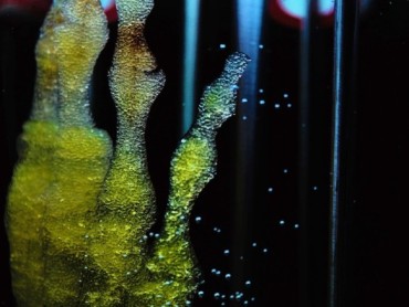 Nove AI senzorske tehnologije unapređuju proizvodnju 3D bioloških modela