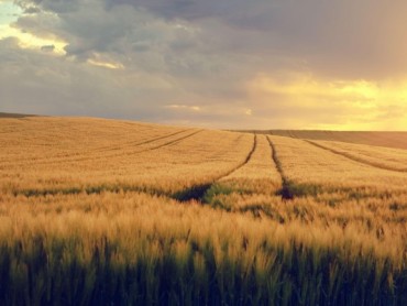 Sremska Mitrovica izdaje državno poljoprivredno zemljište: prvoklasne njive u zakup i do 15 godina