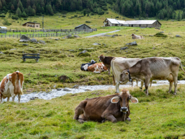 Roboti stižu na farme i plantaže
